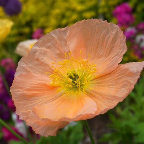 Papaver Nudicaule Champagne Bubbles Mix Pavot D Islande Hybride En