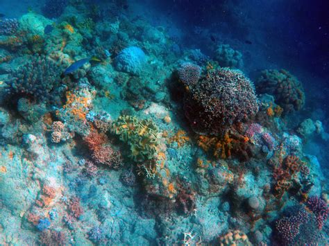 Free Images Nature Ocean Animal Diving Underwater Swim Blue
