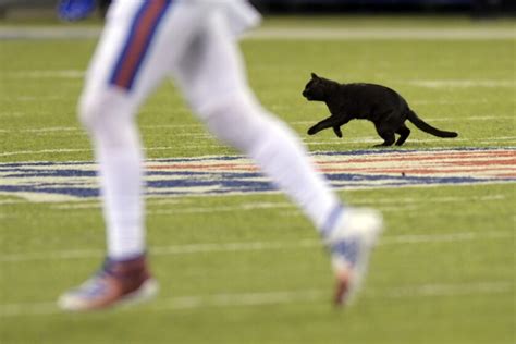 Top 10 Reactions To The Black Cat On Monday Night Football Los