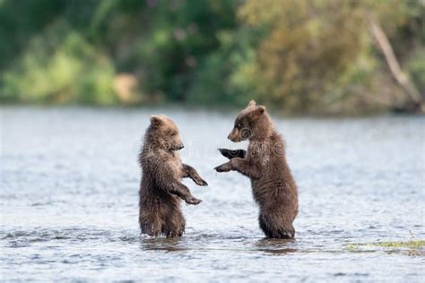 Two Cute Brown Bear Cubs Playing Stock Image Image Of Fighting Brown