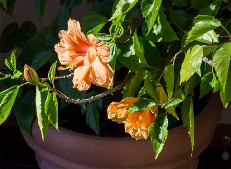 Why Is Your Hibiscus Not Flowering Heres Why And How To Fix It