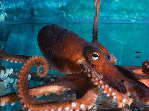 Free Download Octopus Wallpapers 1024x768 For Your Desktop Mobile