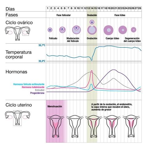 Ciclo Hormonal Femenino Ciclo Ovarico Ciclo Hormonal Métodos