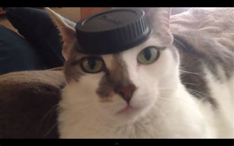 Cat In Top Hat Is Too Dapper Video Huffpost
