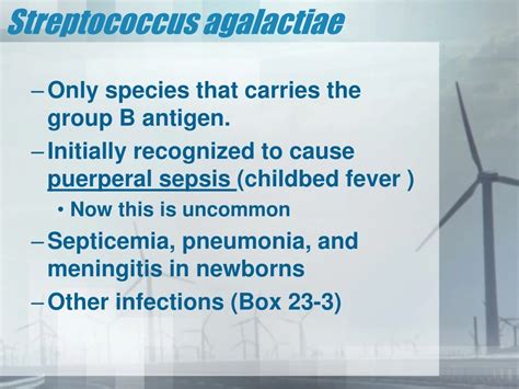 Ppt Streptococcus Agalactiae Powerpoint Presentation Free Download Id 9155770