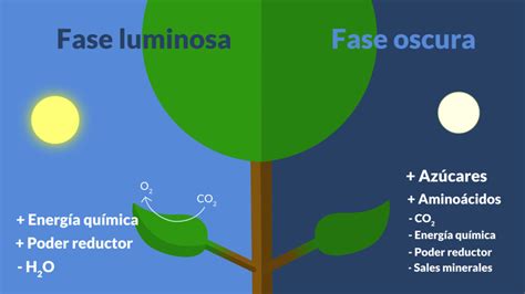 La Fotosíntesis Fase Luminosa Y Oscura Hidden Nature