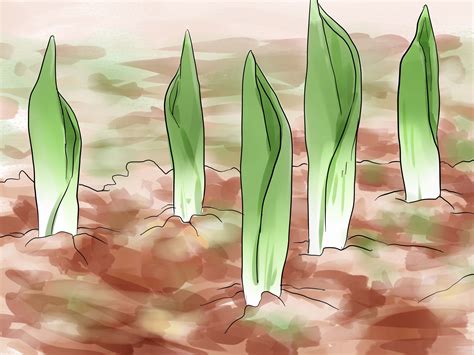 How To Plant Tulip Bulbs Plantación De Bulbos Bulbos De Tulipan
