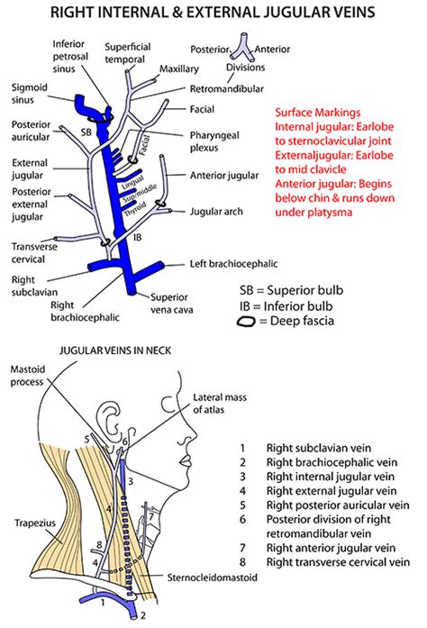 Instant Anatomy Head And Neck Surface External Jugular Vein