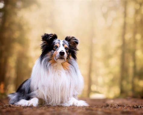 Top 100 Smartest Dog Breeds Unveiling Dog Intelligence List Top 100