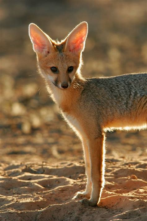 pt jackal holidays - Phil Churchill