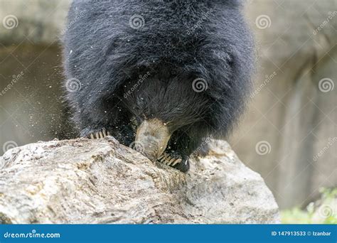 Urso De Pregui A Que Escava Na Rvore De Madeira Para O Alimento Imagem