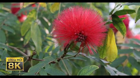 8k Ultra Hd 8k Tv Amazing Nature Flower Blooming Time Lapse