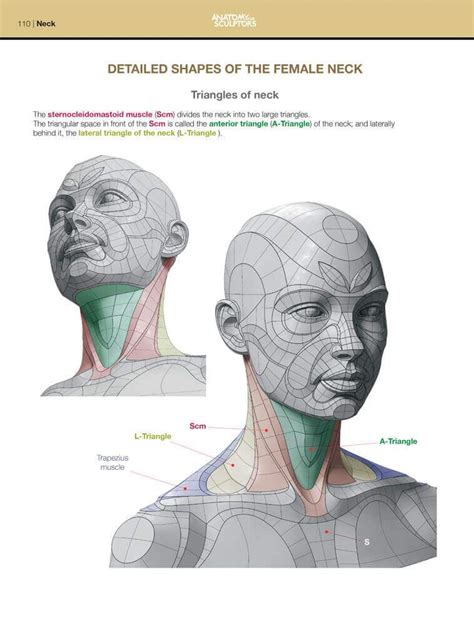 Detailed Shapes Of The Female Neck Form Of The Head And Neck By Anatomy For Sculptors Head