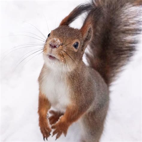 A Squirrel Is Standing On Its Hind Legs In The Snow And Looking Up At