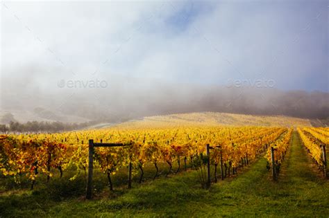 Yarra Valley Vineyard And Landscape In Australia Stock Photo By Filedimage