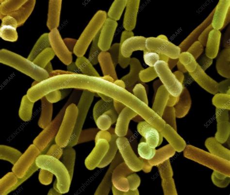 Lactobacillus Acidophilus Bacteria Sem Stock Image C0557277