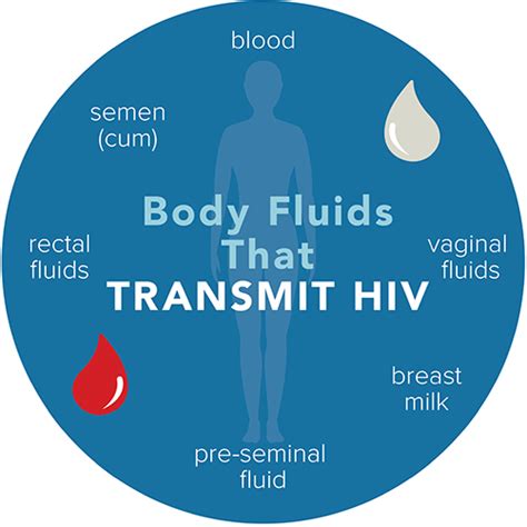Body Fluids That Transmit Hiv Hiv Transmission Hiv Basics Hivaids Cdc