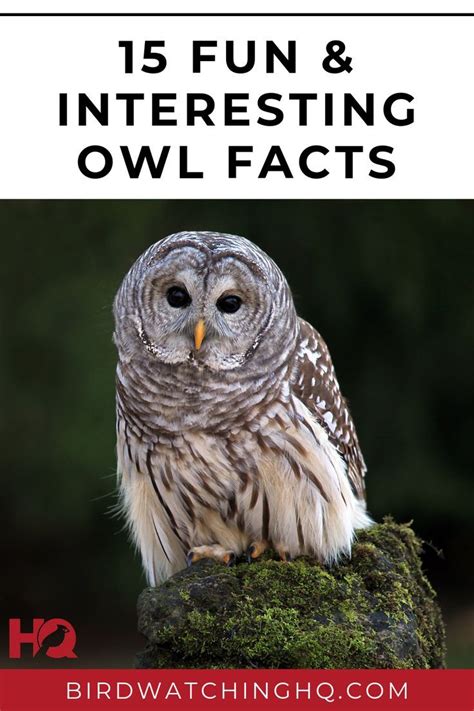 15 Fun And Interesting Facts About Owls 2020 Owl Facts Owl Facts For