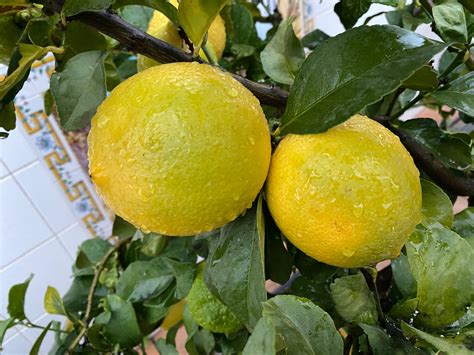 🍋 Limonero En Maceta Guía Para Cultivar Limones Y Otros Cítricos ⋆