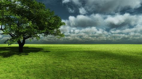 Tree Full Hd Wallpaper Photo 1920x1080 Coolwallpapersme