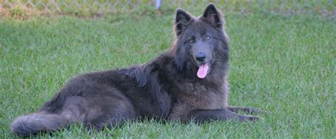 26,972 likes · 59 talking about this. Blue German Shepherd: A Tireless and Loyal Companion - Bark Friend