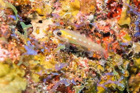 Masked Goby Coryphopterus Personatusfish Guide For Divers Shiny Ace