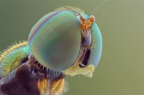 Juxtapoz Magazine In Your Face Extreme Close Ups Of Insects Insect
