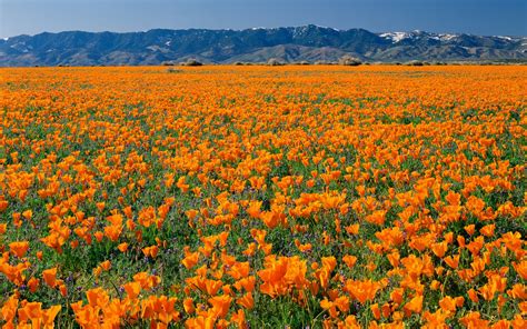 Read along to learn about the top 18 flowers to grow in your fall garden. America's Best Spring Drives| Travel + Leisure