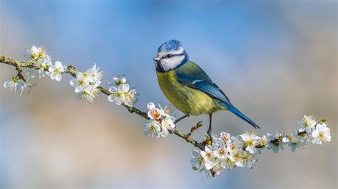 Blue Yellow Titmouse Bird Is Standing On White Blossom Flowers Tree