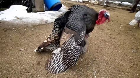 Heritage Breed Turkeys Mating Ritual Youtube