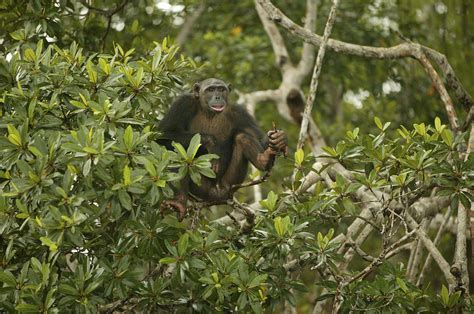 Chimpanzee In Tree Photograph By Jean Michel Labat