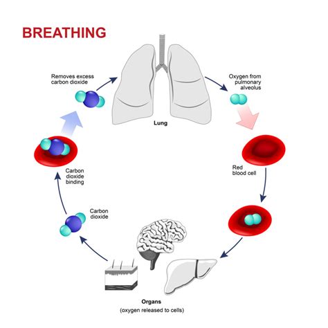 Breathing Process Flow Chart