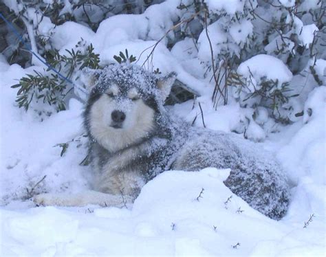 Image Result For Malamute In Snow Malamute Snow Dogs Alaskan Malamute