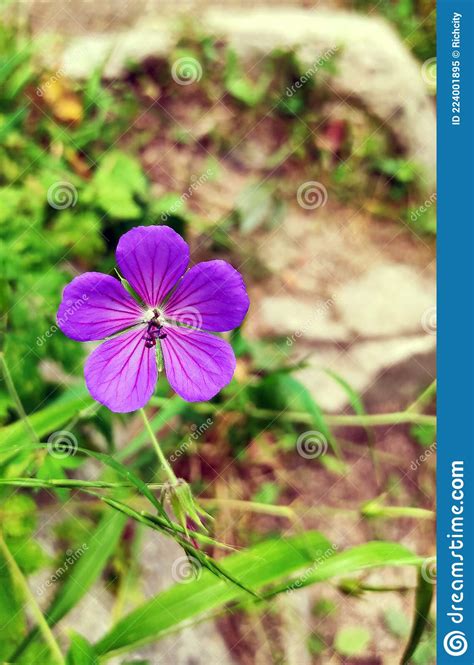 Amazingly Beautiful Purple Mountain Flower Stock Image Image Of Bloom