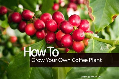 Coffee Plant How To Grow A Coffee Tree Indoors And Out Guide