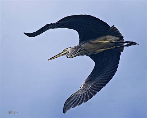 A Low Flying Grey Heron Up Close Philippine Bird Photography Forum