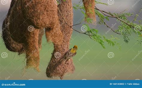 Baya Weaver Ploceus Philippinus Tecendo O Ninho Filme V Deo De