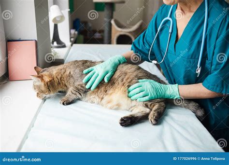 Cat In Vet Clinic Stock Photo Image Of Smiling Hospital 177026996