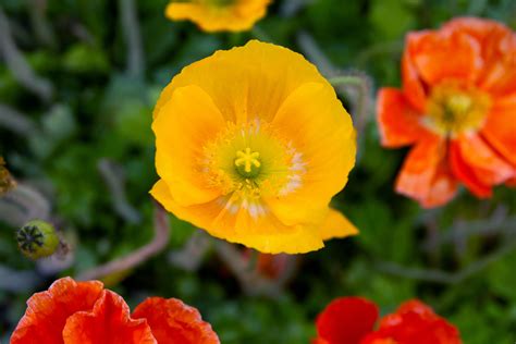 How To Grow And Care For Iceland Poppies