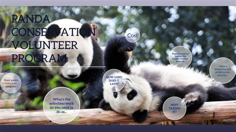 Panda Volunteer Program By Ale Velro