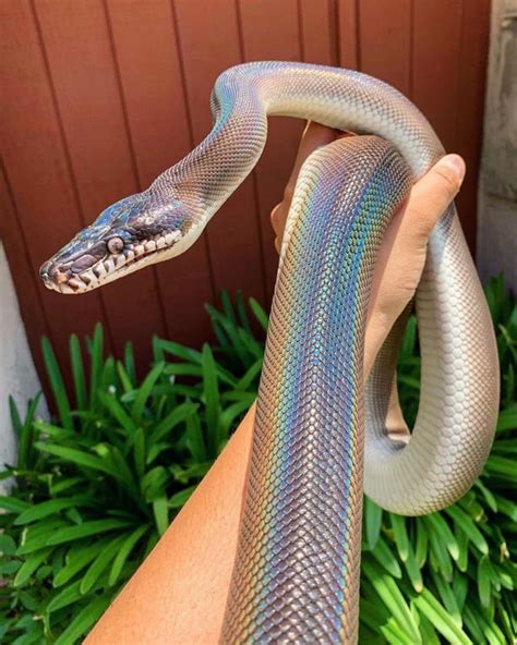 This Snakes Rainbow Scales Tho Damnthatsinteresting