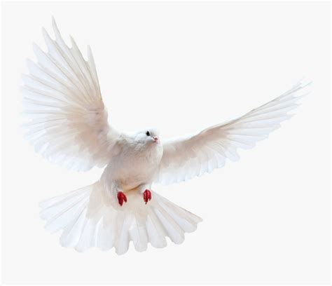 Domestic Pigeon Columbidae Bird White Dove Transparent Png Free