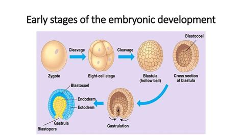 Embryonic Development презентация онлайн