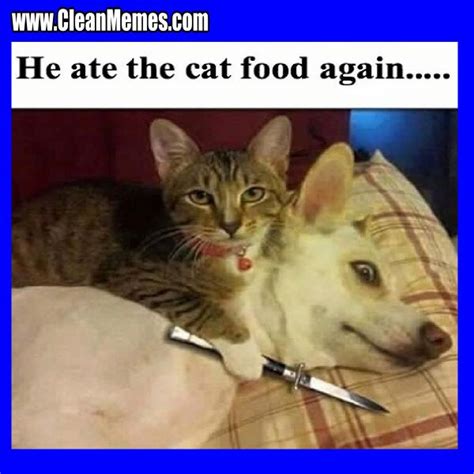 19 Very Funny Cat Memes Clean Images And Pictures Memesboy