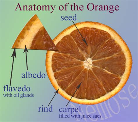 Orange Fruit Anatomy Orange Fruit Orange Citrus