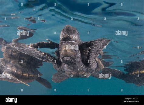 Hawksbill Sea Turtle Hatchlings Eretmochelys Imbricata Endangered Species Caribbean Stock