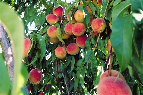 How To Grow Organic Peach Trees In The Home Garden