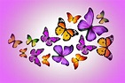 insects, Butterflies, Animals, Butterfly, Bokeh Wallpapers HD / Desktop ...