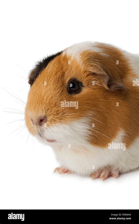 Cute Guinea Pig Close Up On White Background Stock Photo Alamy