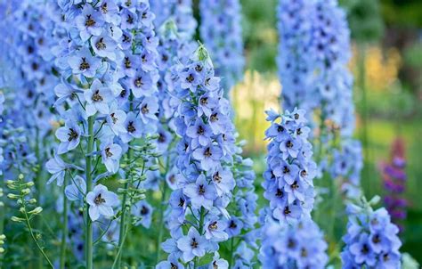 Larkspur Meaning And Symbolism